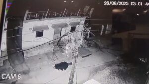 Bears in the streets of the village